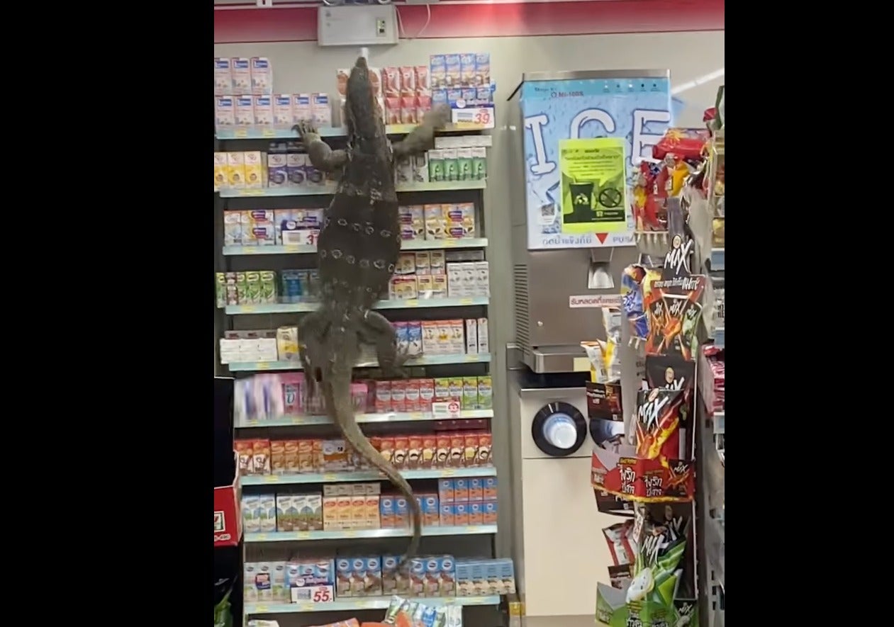 Video of giant lizard terrorising store in Thailand goes viral
