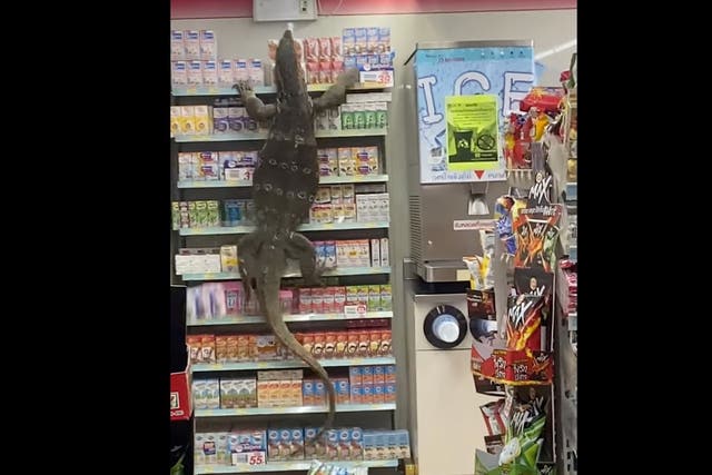 <p>Video of giant lizard terrorising store in Thailand goes viral</p>