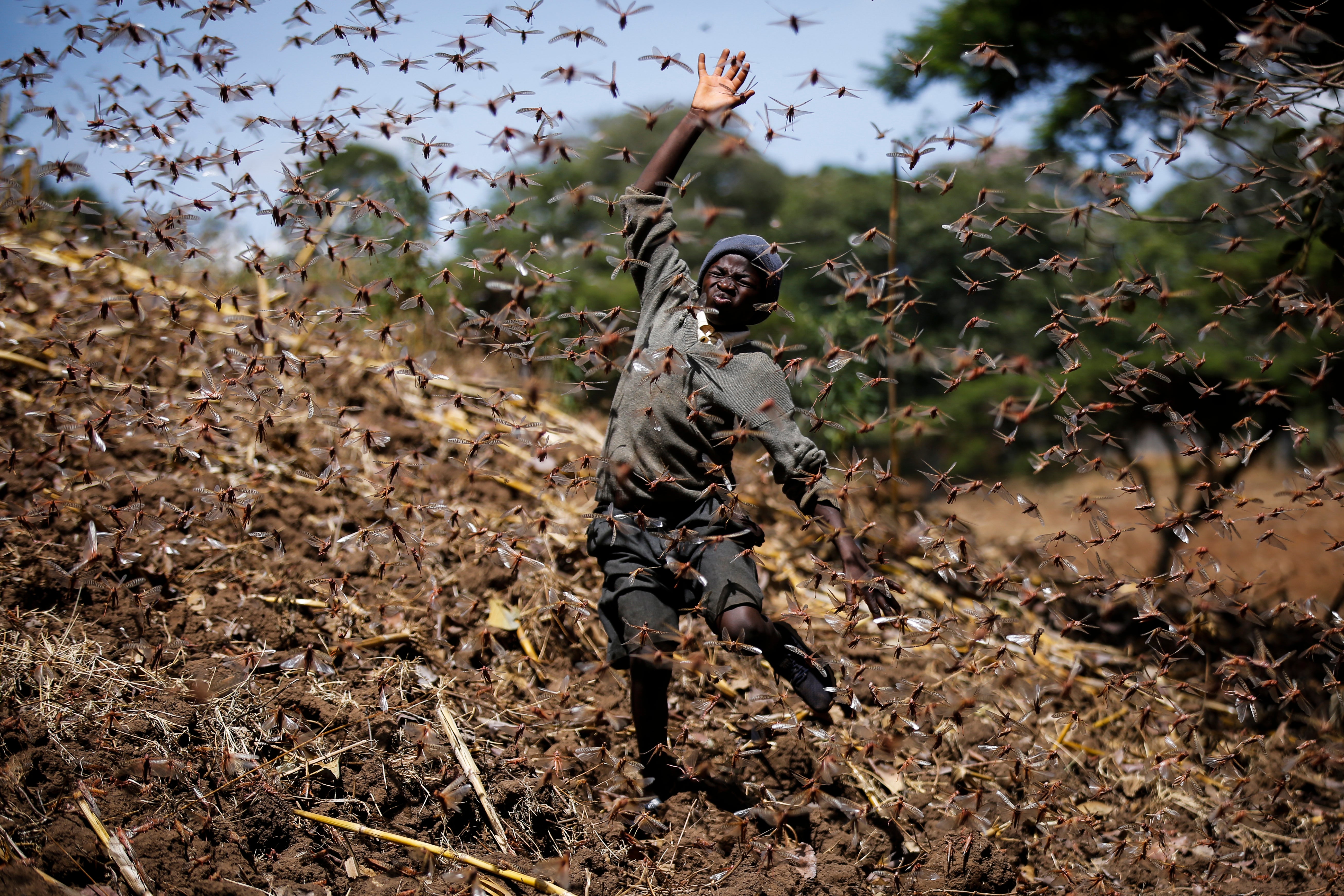 Kenya Locust Outbreak