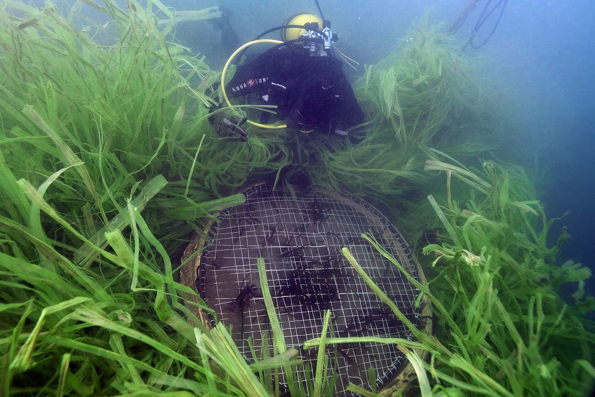 Scientists race to track shrinking carbon-store sea meadows