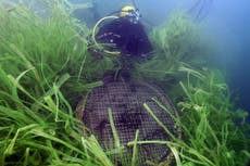 Scientists race to track shrinking carbon-store sea meadows