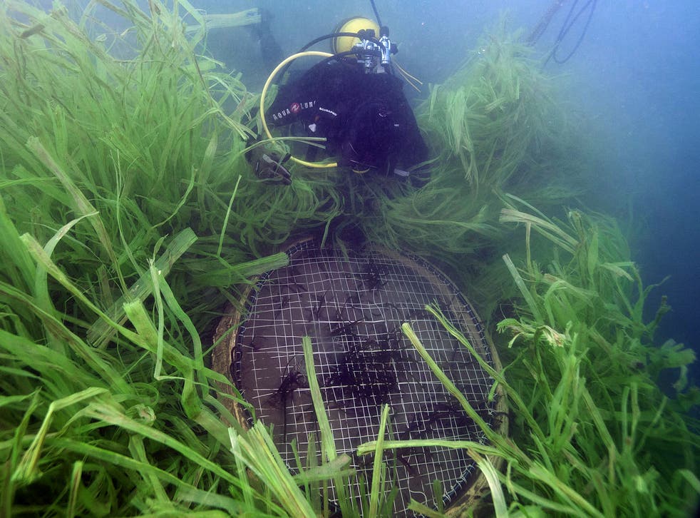 <p>‘There are a lot of unknowns - even things as simple as how much seagrass we have’</p>