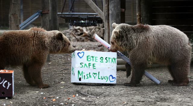 <p>The cubs recieved gifts from keepers at Wildwood Trust in Kent where they had been living </p>