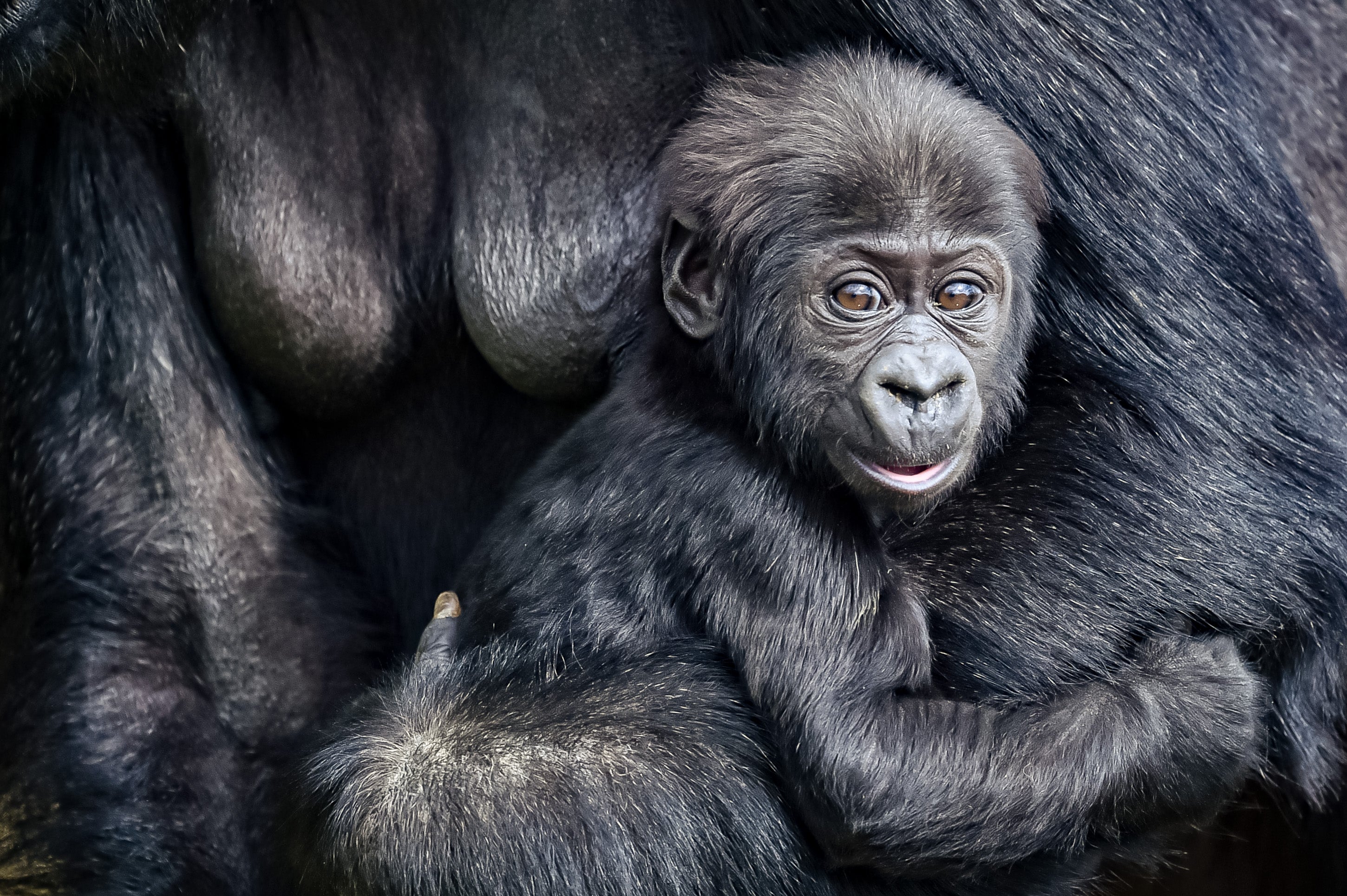 Baby Gorilla Pictured At Bristol Zoo Gardens Ahead Of Site S Reopening Indy100