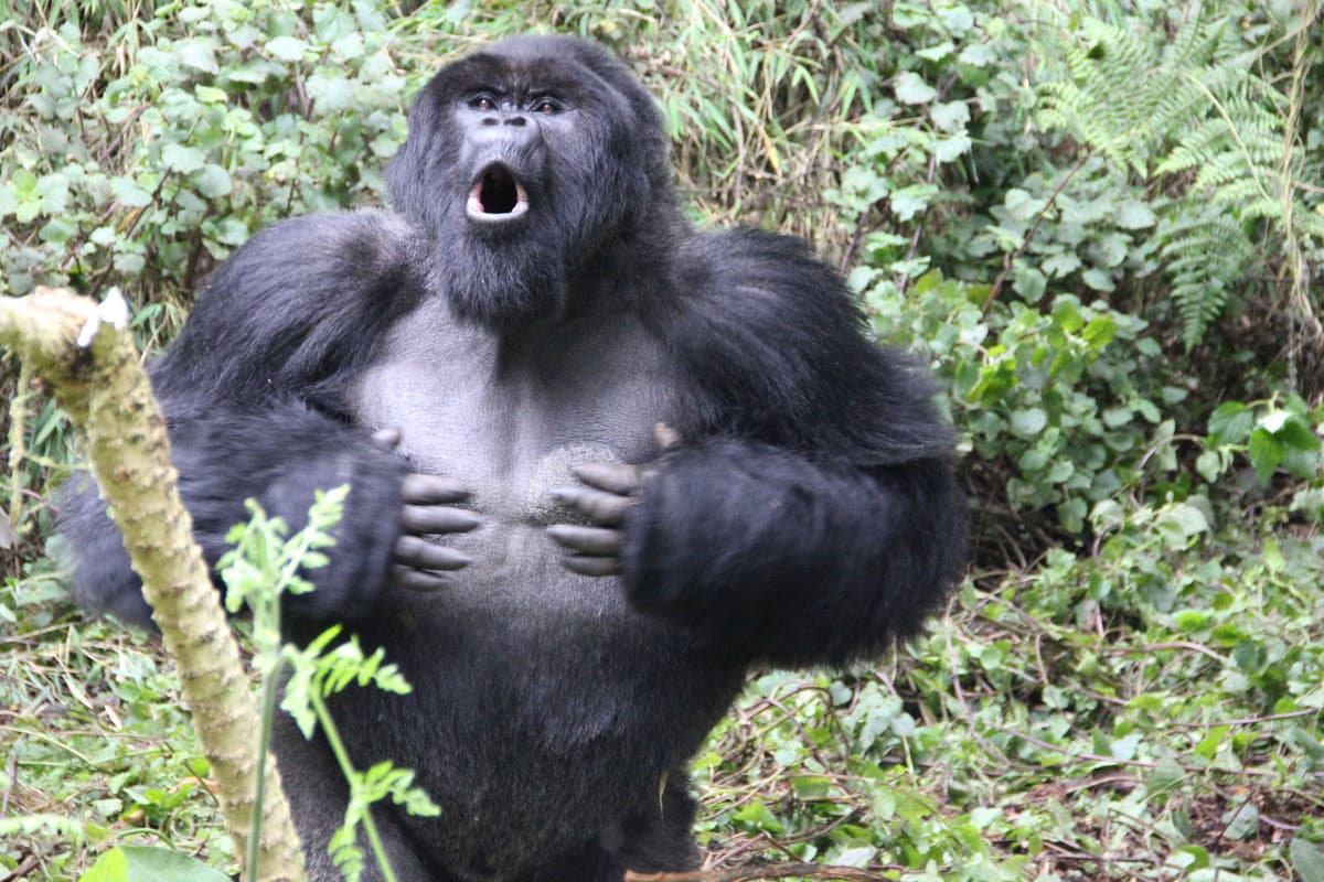 Gorillas&rsquo; chest beats may reveal how big they are