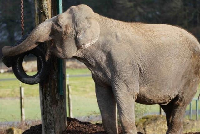 Anne the elephant will not be retiring to France, say her keepers at Longleat