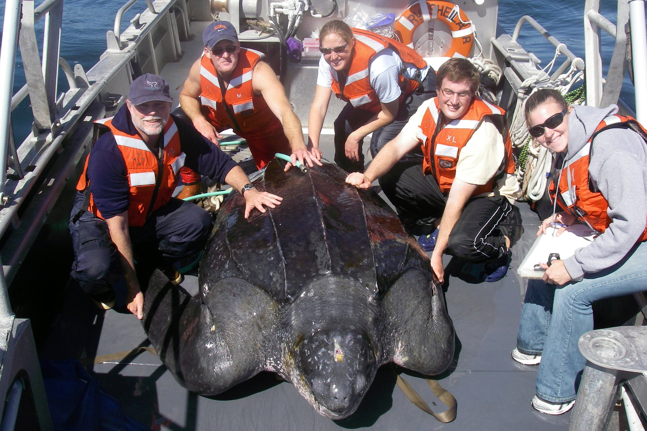 Sea Turtle Decline