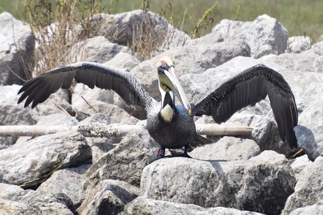 BP Spill Rescued Pelican Returns