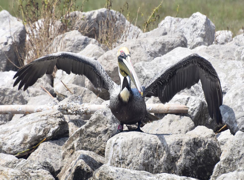 BP Spill Rescued Pelican Returns
