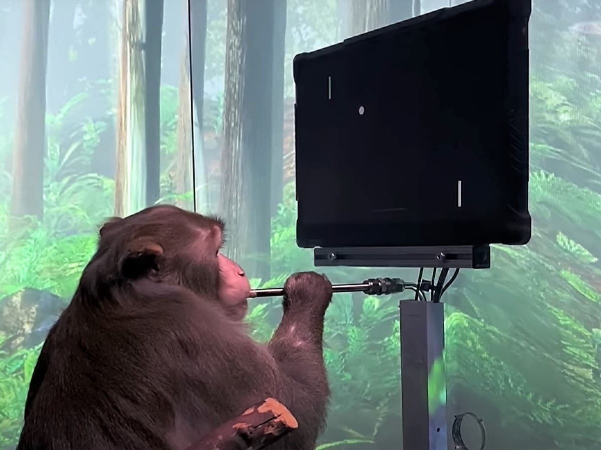 Elon Musk shares video of his Neuralink monkey playing video games with its  mind | The Independent