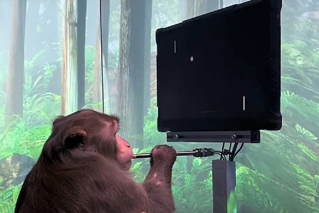 <p>A monkey plays 1970s video game classic Pong in return for a banana smoothie reward as part of a Neuralink demonstration </p>