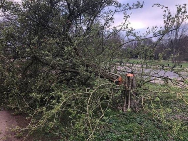 <p>Numerous photographs show chopped down trees strewn over grass, near roads and in the river</p>