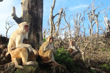 rhesus macaques - latest news, breaking stories and comment - The