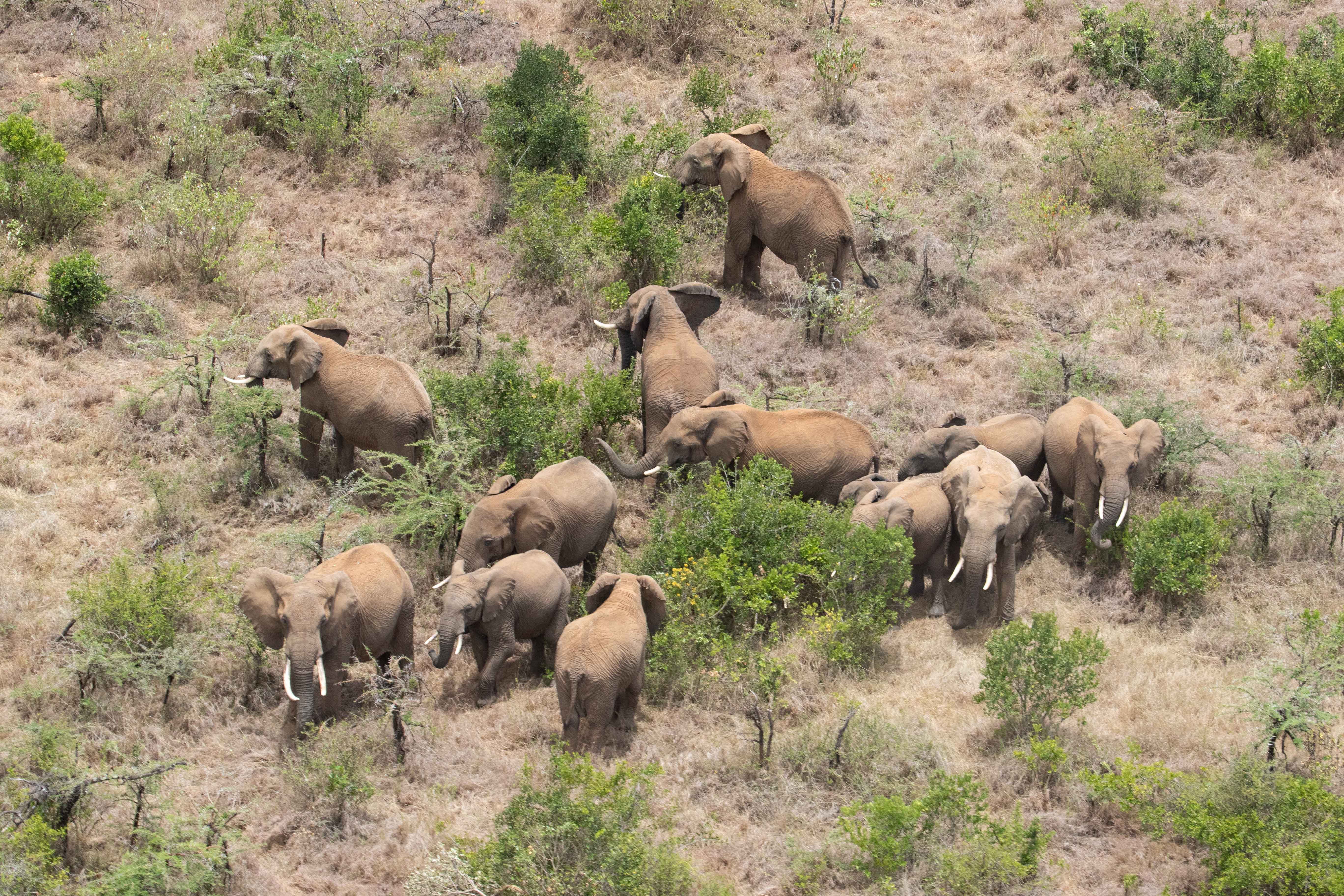 Some of the elephants were herded to a different location