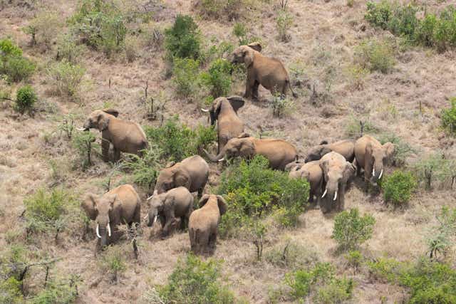 <p><em>Some of the elephants were herded to a different location</em></p>