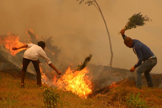 <p>Residents battle a fire in a forest in Baglung, about 275 km west of Kathmandu</p>