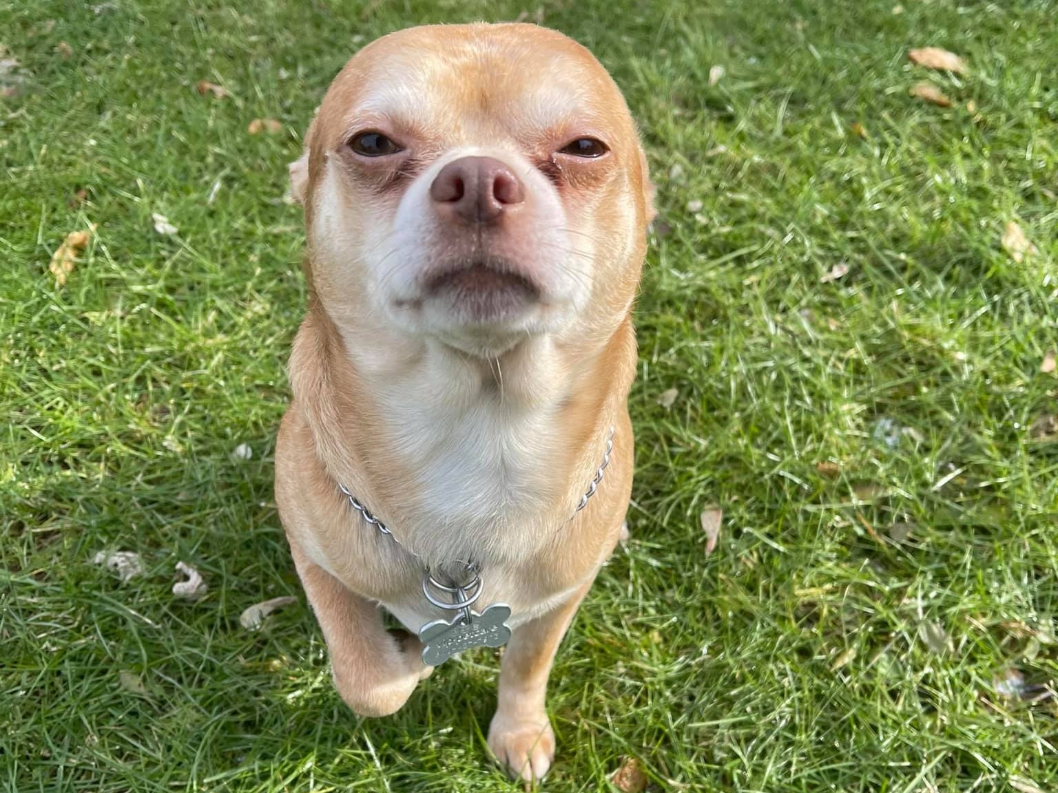 Brutal Adoption Advert For Demonic Man Hating Chihuahua Goes Viral Indy100