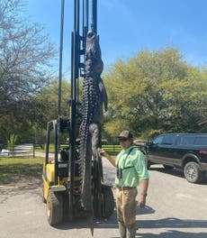 12ft alligator caught in South Carolina had five dog tags inside that were almost 25-years-old