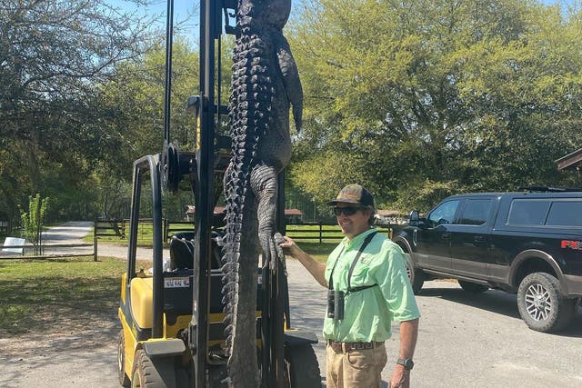 <p>The 12ft alligator, pictured in a photo from Facebook, was caught in South Carolina and found to have five dog tags inside its stomach</p>