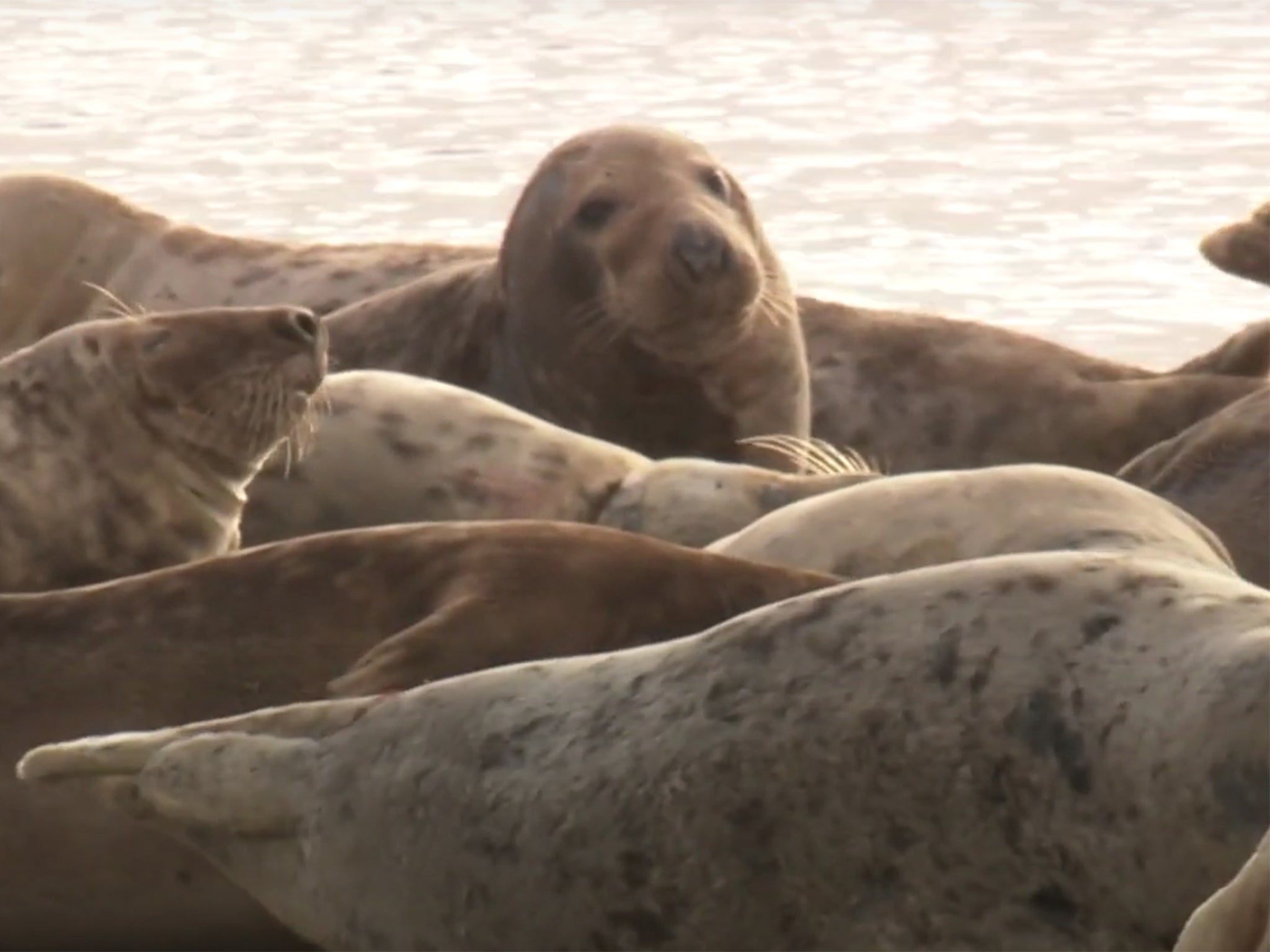 South Walney Nature Reserve has the only grey seal colony in Cumbria