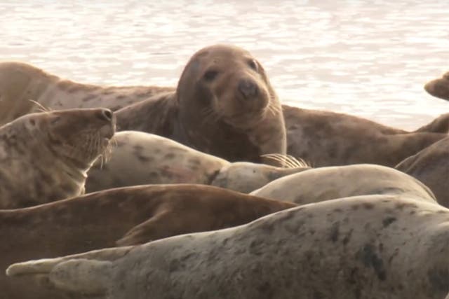 <p>South Walney Nature Reserve has the only grey seal colony in Cumbria</p>