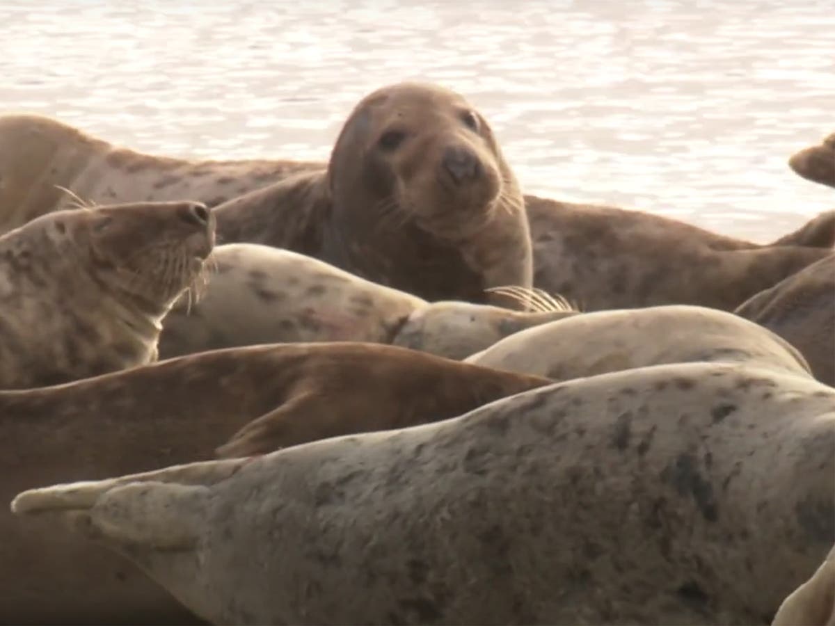 Record grey seal numbers counted at Cumbria nature reserve through drone surveys Record grey seal numbers counted at Cumbria nature reserve through drone surveys