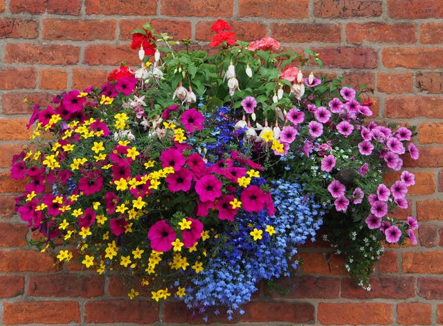 A hanging basket full of flowers (Alamy/PA)