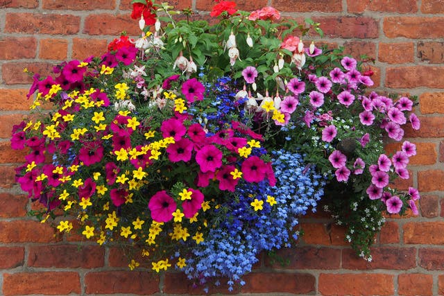 A hanging basket full of flowers (Alamy/PA)