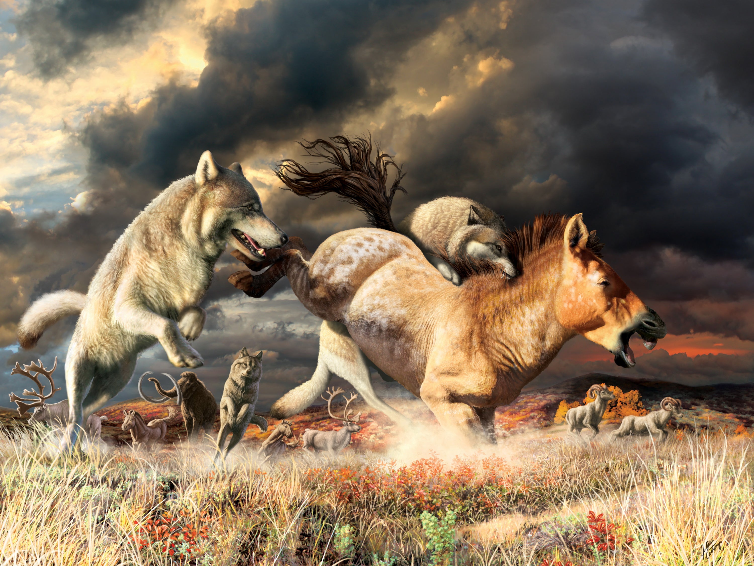 Grey wolves take down a horse on the mammoth-steppe habitat of Beringia during the late Pleistocene (around 25,000 years ago)