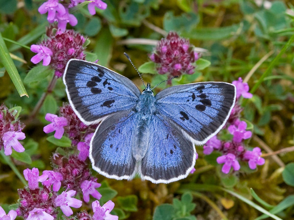 Help butterflies and moths to boost your own mental health, public told