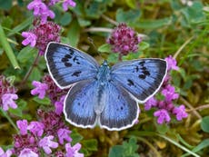 Help butterflies and moths to boost your own mental health, public told