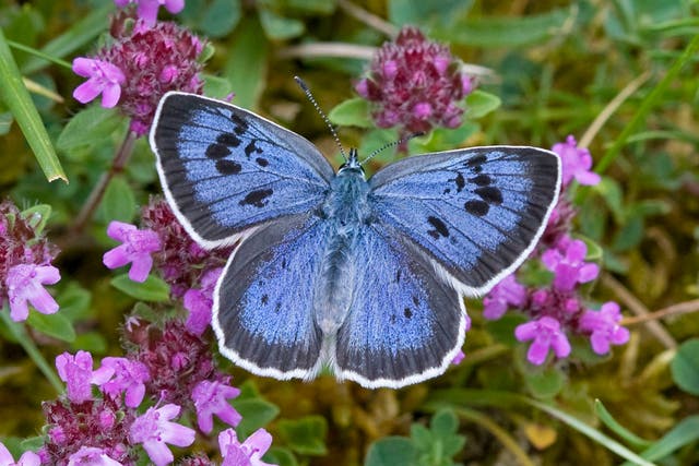 A Large Blue butterfly