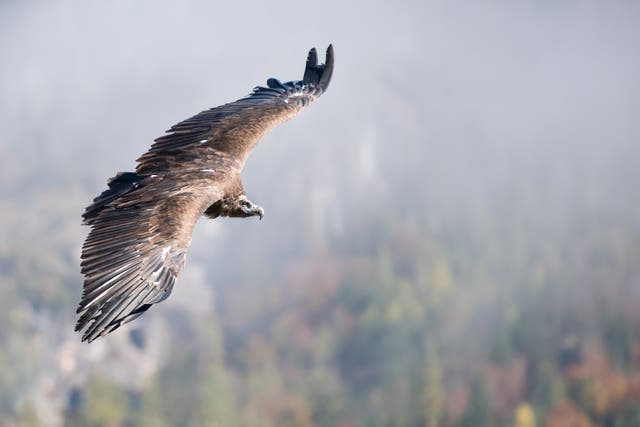 Cinereous vulture in flight. There are only around 2,400 pairs across Europe
