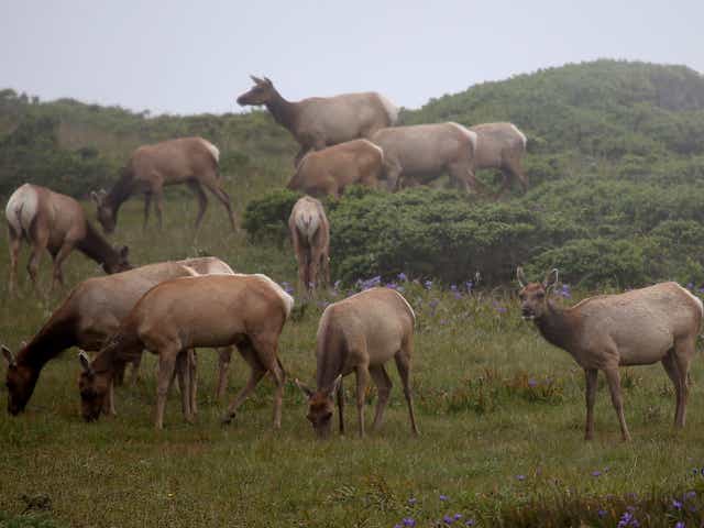 Tule Elk graze on grass in a field at Point Reyes National Seashore Elk Preserve on April 19, 2015 in Point Reyes Station, California.