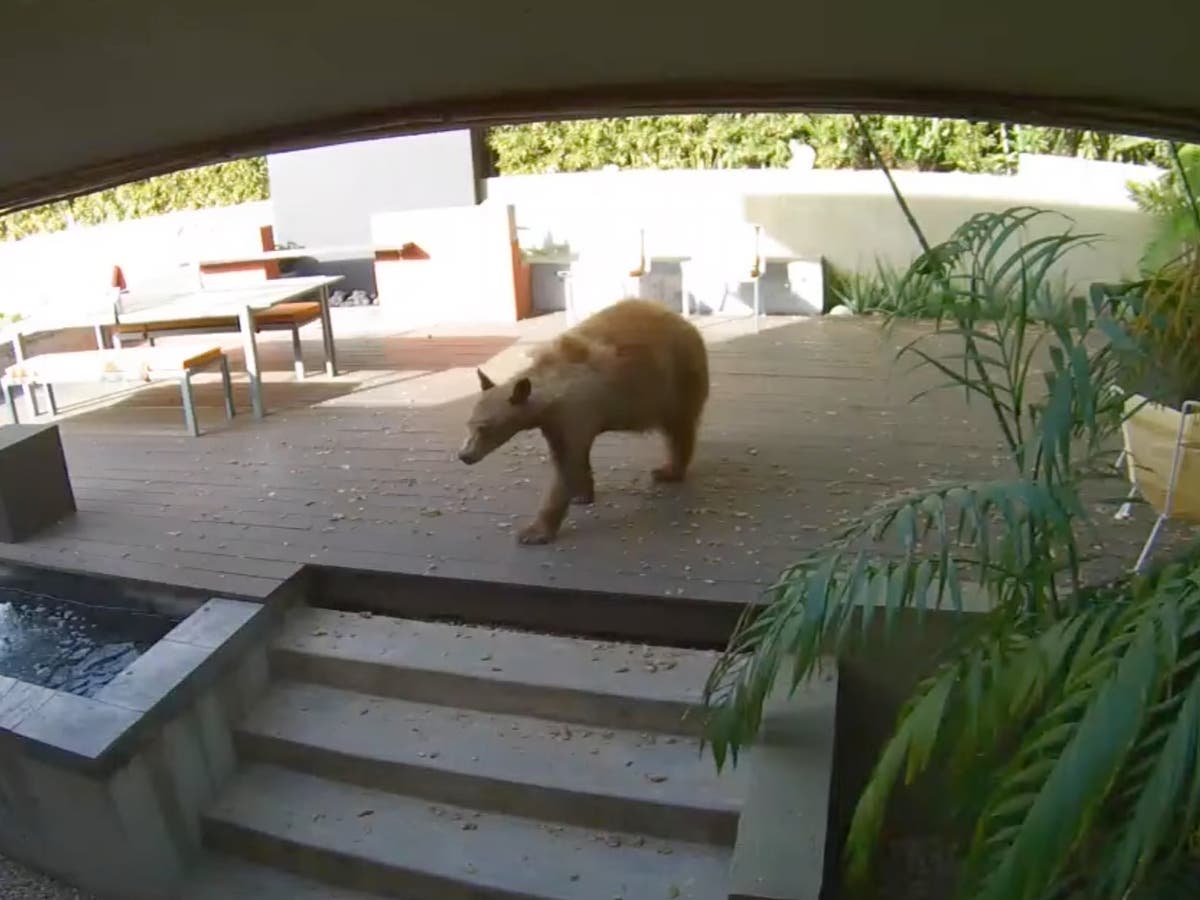 Small terriers chase giant bear out of family home