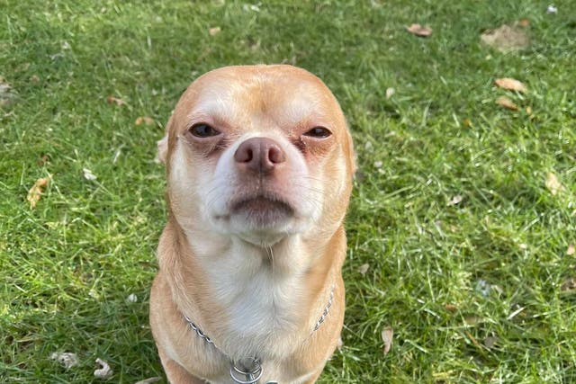 <p>Chihuahua that hates everyone goes viral</p>