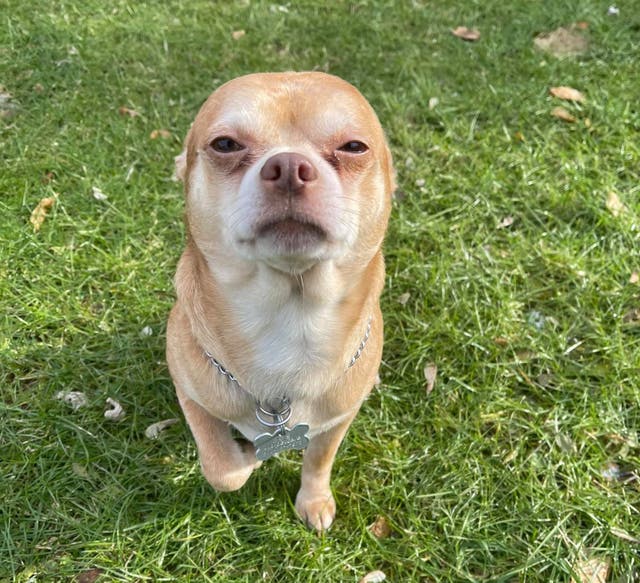 <p>Chihuahua that hates everyone goes viral</p>