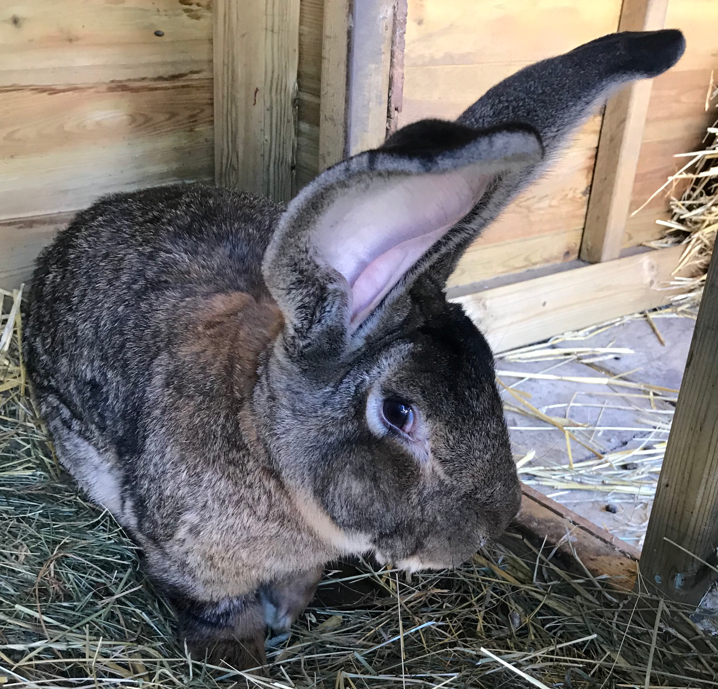 Darius, the world’s biggest rabbit was found missing from his owner’s home in Stoulton, Worcestershire