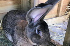 ‘World’s biggest rabbit’ stolen from owner’s garden