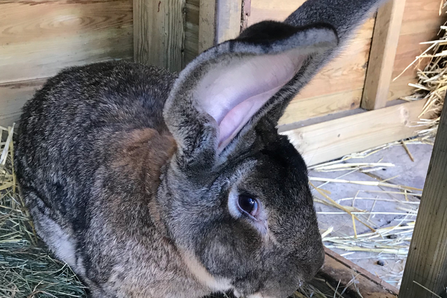 <p>Darius, the world’s biggest rabbit was found missing from his owner’s home in Stoulton, Worcestershire</p>