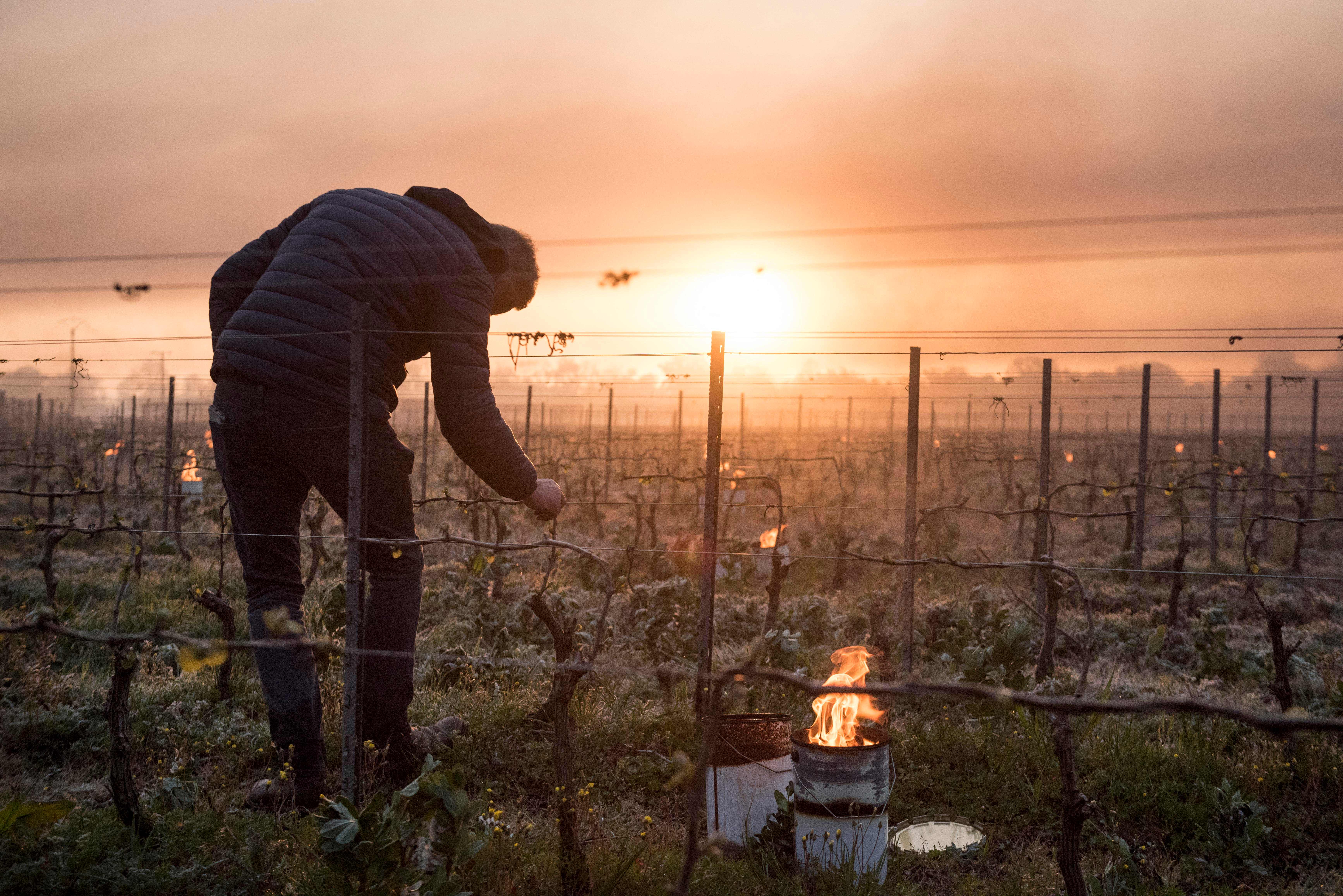 Winegrowers have even lit candels in the vineyards to try and warm up the vines