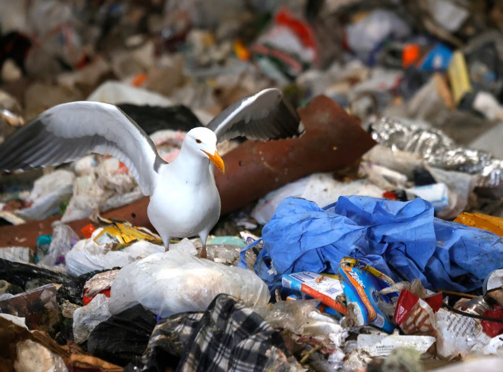 A seagull stands next to a mound of plastic in San Francisco, California