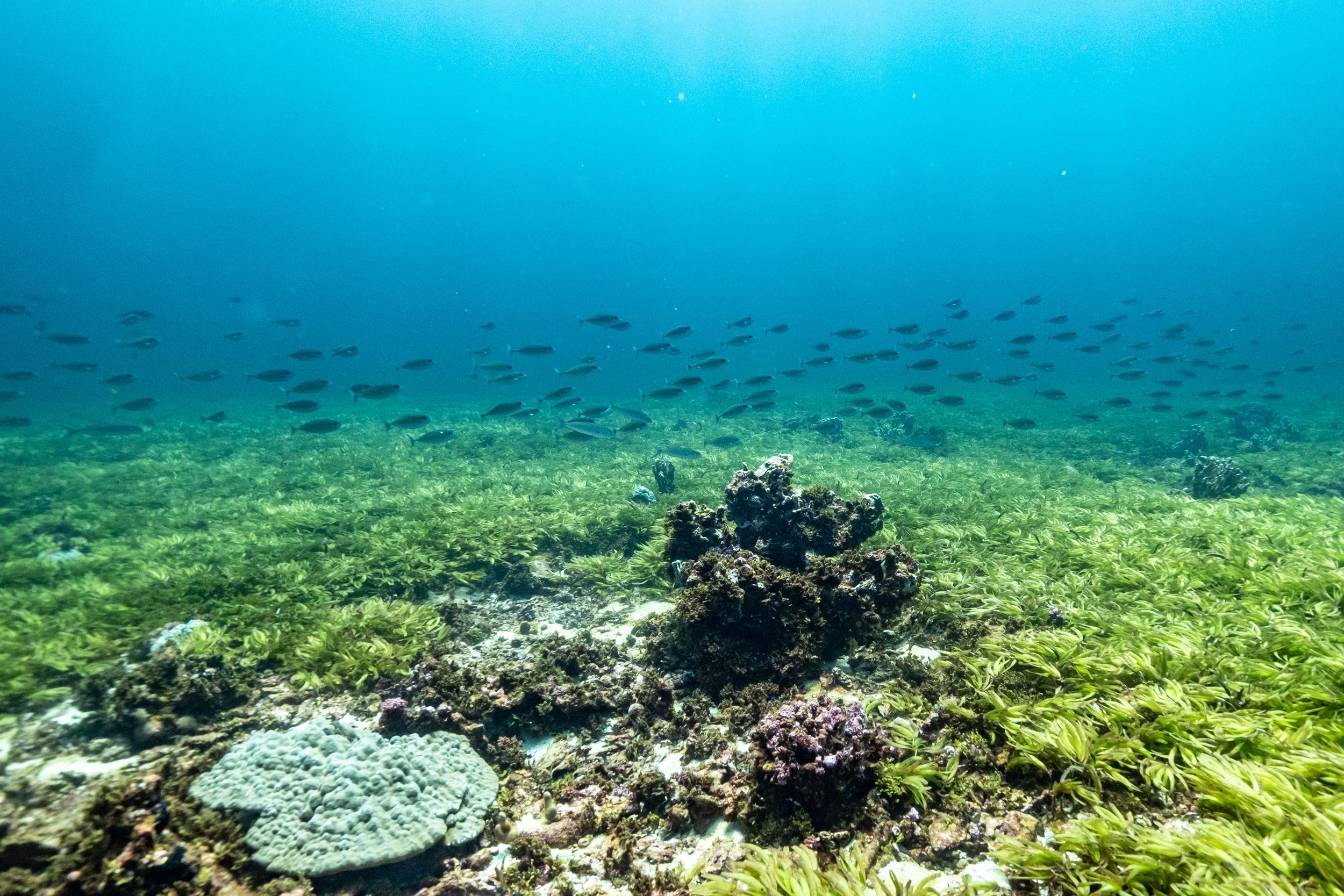 Seagrass and corals on the Saya de Malha Bank
