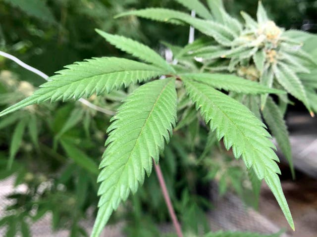 Marijuana legalization, medical marijuana, and marijuana facts news - CBS  News