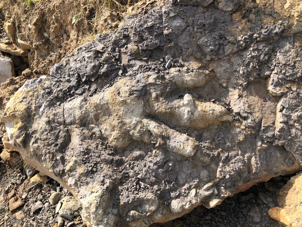 dinosaur footprint found
