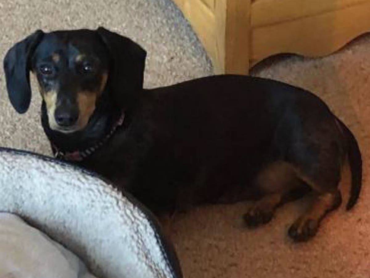 Dog thieves tackle woman to the ground and snatch her pet dachshund