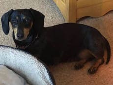 Dog thieves tackle woman to the ground and steal her pet dachshund