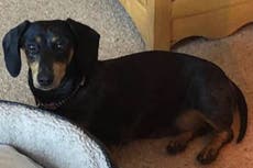 Dog thieves tackle woman to the ground and steal her pet dachshund