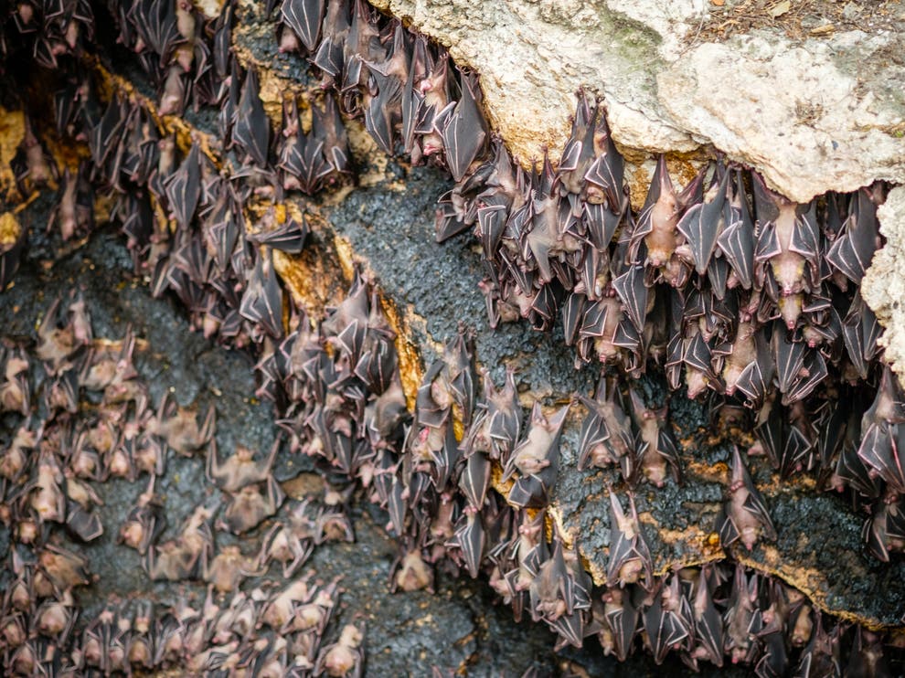 Scientists drill ‘poop core’ revealing 4,000 years of bat diet and