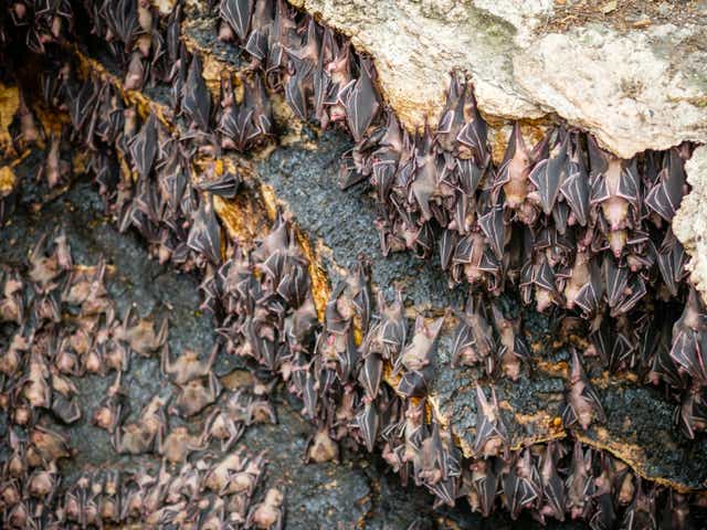 Study is the first time scientists have examined ancient bat guano in this way